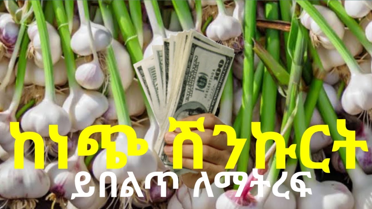 የነጭ ሽንኩርትን ምርታማነት ይበልጥ በመጨመር ትርፋማ ለመሆን የሚያስችሉን ስልቶች_Garlic Farming Tips