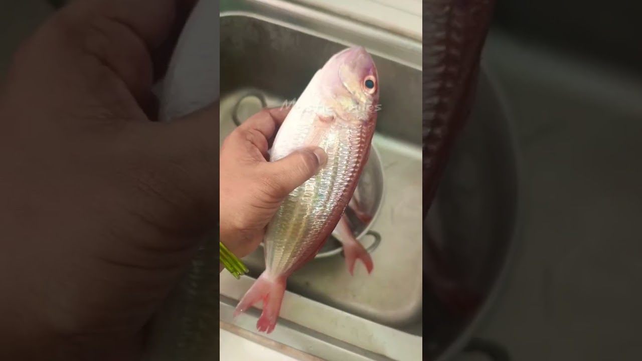 Fresh Daily Fish #fish #fishing #dailyvlog  #new #travel #viral #food #memes  #village #cooking