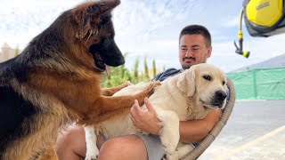 Golden Retriever Refuses to Share Owners Attention with a German Shepherd