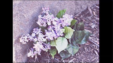 Velvet - Waiting for You (Official Video)