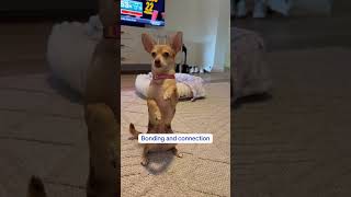 Mental health hack for your dog!