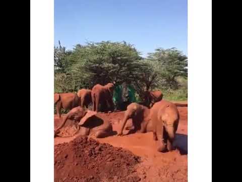 Several elephants enjoying a mud bath is swiftly 🐘