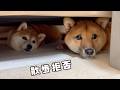 【散歩キャンセル界隈】立てこもり拒否する柴犬を説得してみた結果