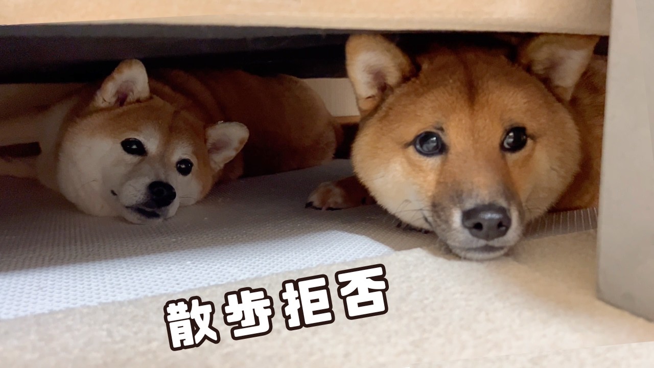 【散歩キャンセル界隈】立てこもり拒否する柴犬を説得してみた結果