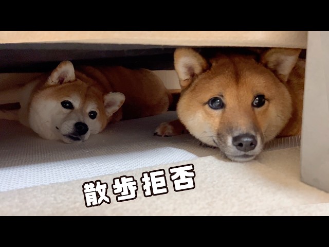 Walk Cancellation Neighborhood] The Results of Persuading a Shiba