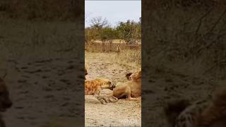 Hyenas attacked on Lion #trending #viral #new #wildlife #survival #junglelife #hunting #lions #hyena