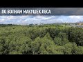 По волнам макушек леса. FPV Cinematic