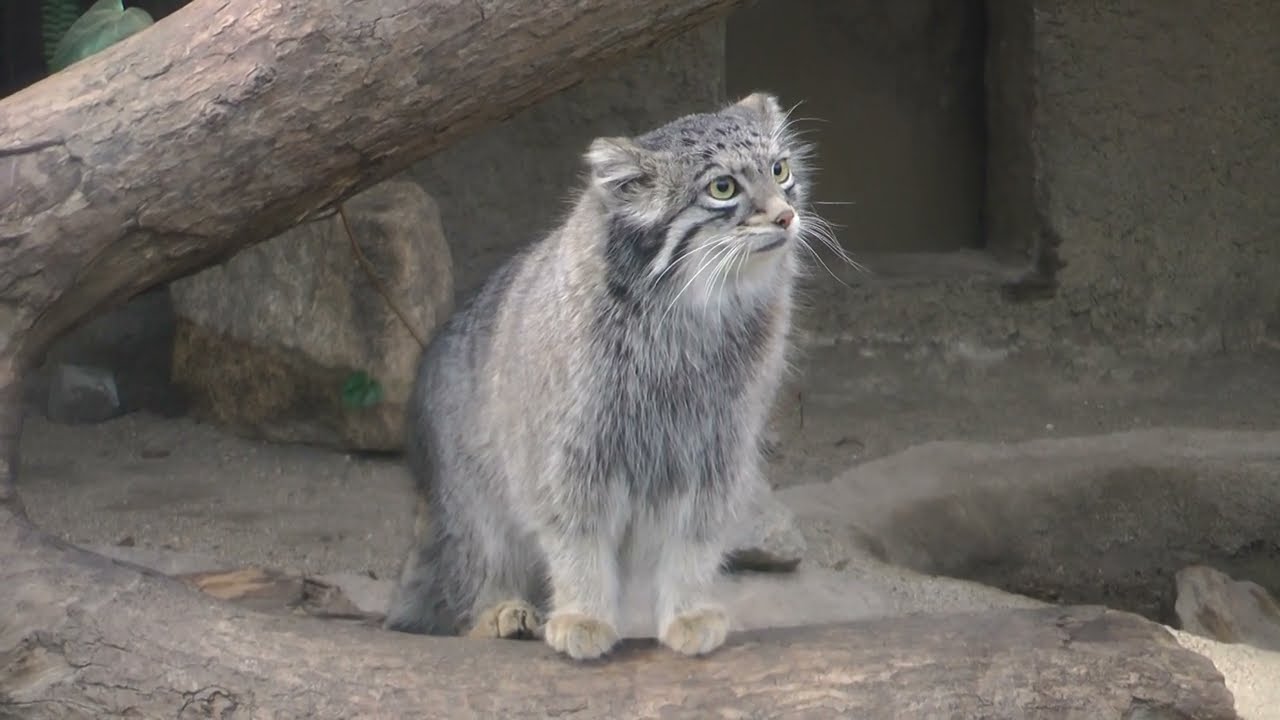 Newオルゴナイト赤ちゃん狐さんNo.323 maxresdefault.jpg