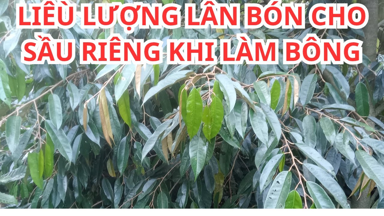 LIỀU LƯỢNG LÂN BÓN CHO SẦU RIÊNG KHI LÀM BÔNG HIỆU QUẢ NHẤT