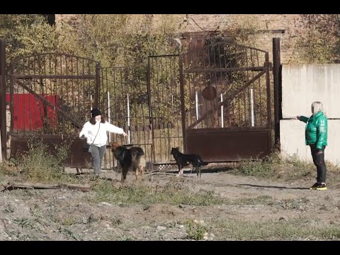 Собачья жизнь. Конфликт в приюте для четвероногих - Абакан 24