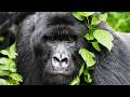 Silverback Gorillas The Giants Of The Congo 