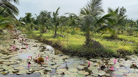 T401❤️🌸 Bán đất vườn 2500m2 giá 500tr/ 1000m2 đuờng 2m ở xã Thân cữu nghĩa, Tiền giang.