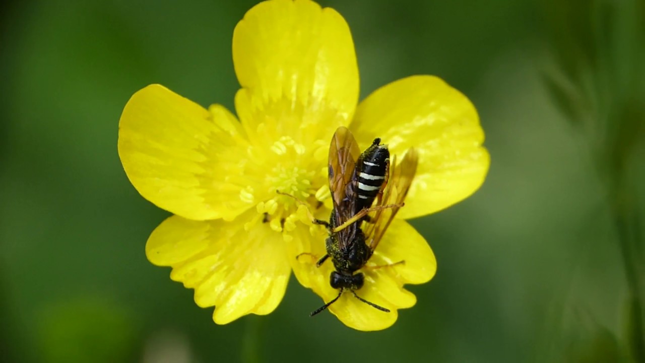 Tenthredo (Elinora) koehleri ou Blankia koehleri ♀ (Tenthredinidae-Hymenoptera)