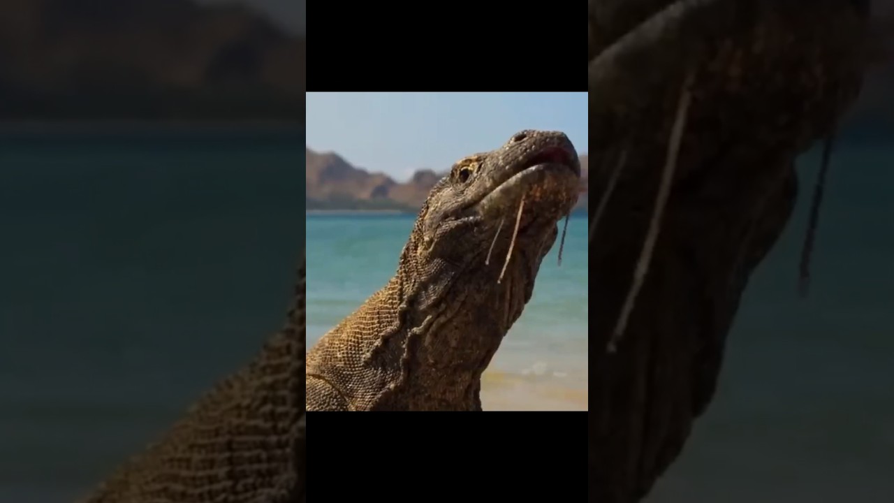 «Смертоносный хищник: комодский варан — гроза островов Индонезии». #животные #природа #варан