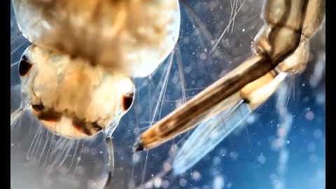 BRaIN IIT Kanpur Club Video