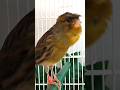 Chant Canaries Singing Canaris 395 تغريد الكناري Birds طيور Canary متابعه اكسبلور Birdsounds 
