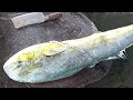 Taiwanese Street Food - GIANT MAHI MAHI FISH CUTTING