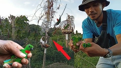 serangan kembali segerombolan burung serindit ‼️di bikin panik