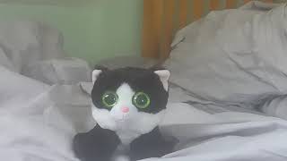 Ava the cute green eyes black and white cat (whistle while you work)