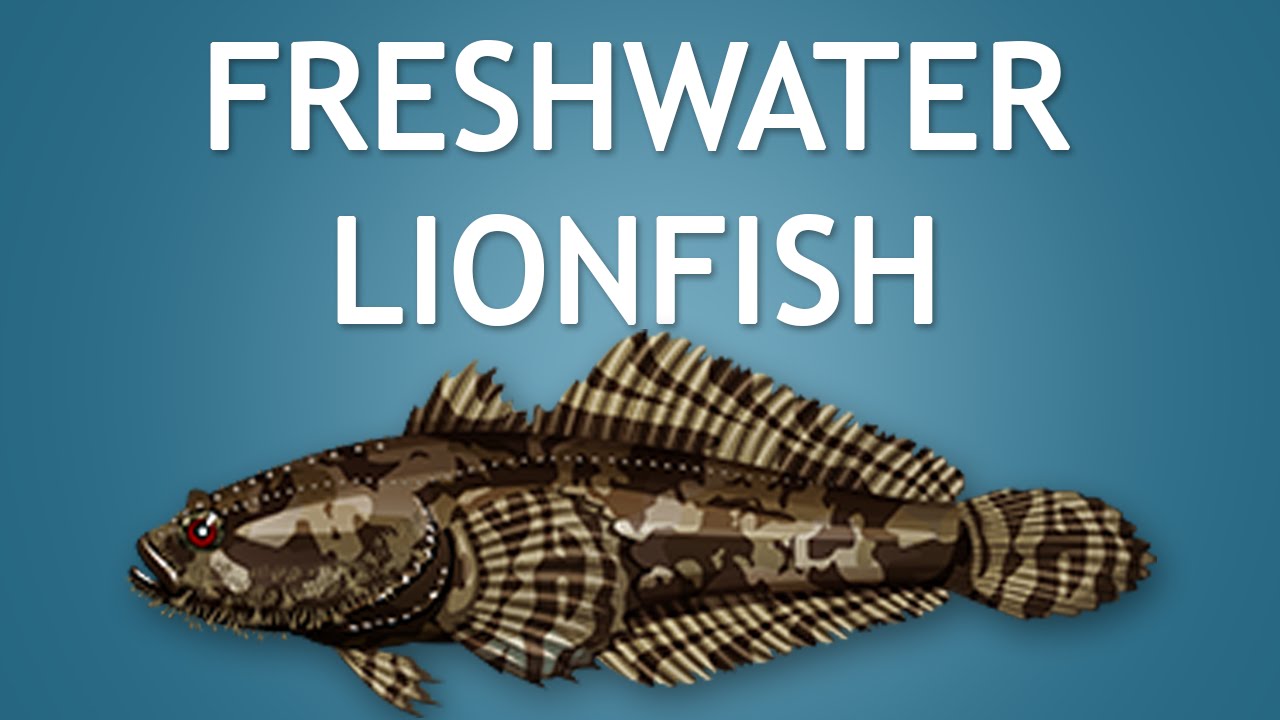 Elltharis FRESHWATER LIONFISH 5 YouTube