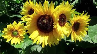 What The Bible Say About Sunflower? #Ubeingsaved