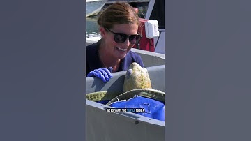 Thumbnail of Rescued Sea Turtle Released!