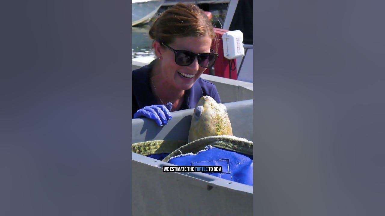 Rescued Sea Turtle Released!