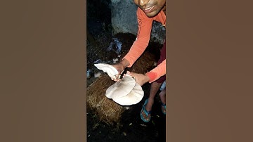 Paddy straw mushroom harvested in my home #mashroom #paddystrawmushroom #patelgardening #shorts