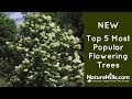 New Top 5 Most Popular Flowering Trees | NatureHills.com
