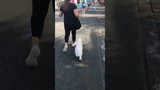 Hoshi’s day out  lhasa apso shih tzu mix #dog #cute #dogshorts