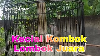 Cucak Kombo gacor Full Isian Tembakan Bikin Cepat Nyaut burung Kecial Kombok Stres Malas Bunyi