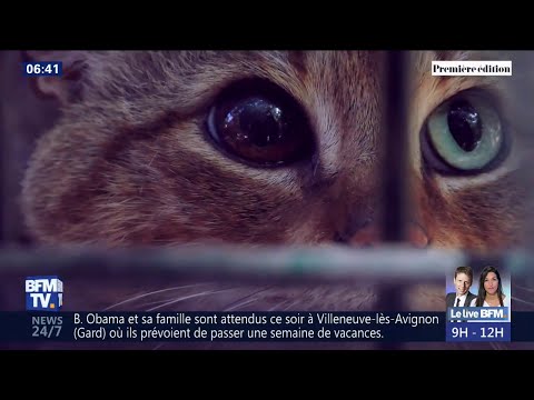 Le Chat Renard Une Nouvelle Espèce De Félin Découverte En Corse