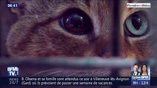 Le Chat Renard Une Nouvelle Espece De Felin Decouverte En Corse Youtube