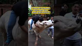 PANJI PETUALANG NAIK SAPI POPEYE #dehakimschannel #sapi #sapijumbo #panjipetualang