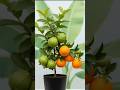 Easy and fast method to propagate and grow Guvava and orange trees! #satisfying #farming #shorts