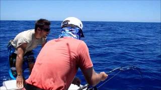 Thon Jaune Koumac 14 11 15Wlmp