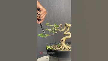 Bonsai Like Cobra, Branch Selection Process