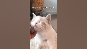 Things I Wish I Knew Before Getting a Kitten: Affection #shorts #ragdolls #kitten