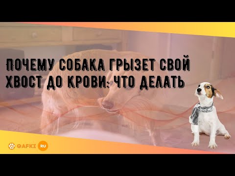 Почему собака грызет свой хвост до крови: что делать