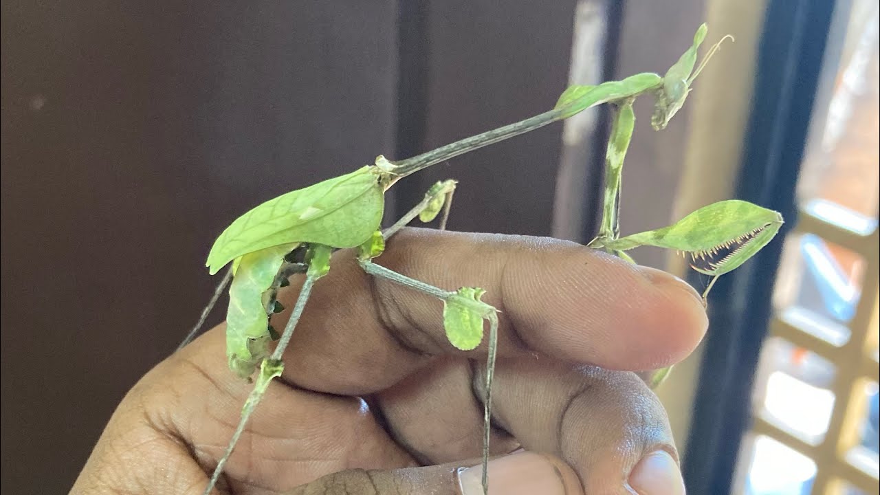 Wondering violin or Giant devil’s flower mantis?