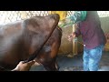 Artificial insemination in frisian cattle  animals health bd