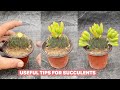 Useful Tips for Your Succulents - Part 25 | 多肉植物 | 다육이들 | Suculentas #plants