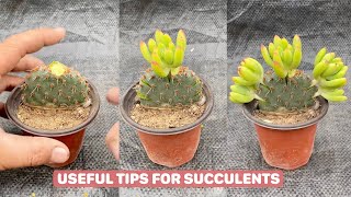 Useful Tips for Your Succulents  Part 25 | 多肉植物 | 다육이들 | Suculentas #plants