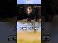 アイアイ　ショートver 【ぴえん過ぎる生き物紹介】