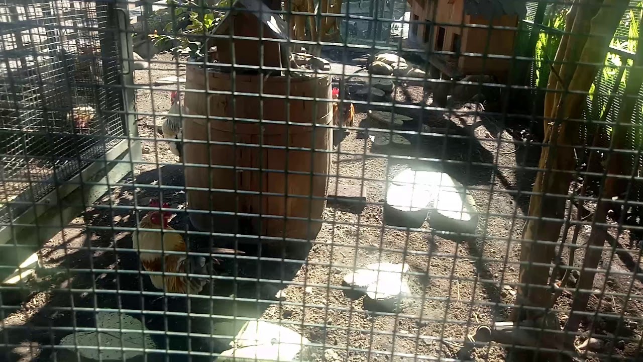 Kandang terpadu Ayam Kate dan Burung Kenari di Fluoting Market Lembang