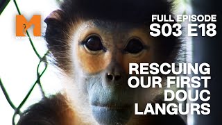 Rescuing An Endangered Species | Season 3 Episode 18 | Full Episode | Monkey Life
