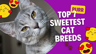 The Most Loving Cats: 7 Breeds Full of Purrs and Snuggles
