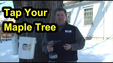 How To Tap Maple Trees To Collect Maple Sap & Make Maple Syrup (Part 1)