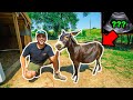 Finding Out if My PET MINI DONKEY is PREGNANT!!! (Vet Gives Ultrasound)