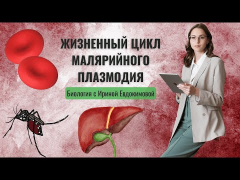 Жизненный цикл малярийного плазмодия